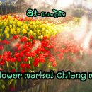 Flower market in Chiang mai a special flower market in Chiang Mai.