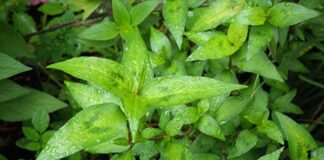 ผักไผ่ ผักไผ่ ผักไฝ่ (ภาคเหนือ) หอมจันทร์ (อยุธยา) (รัตนา พรหมพิชัย, 2542, 4147) พริกบ้า (ภาคกลาง) จันทร์แดง (นครศรีธรรมราช) ผักแพรว (กัญจนา ดีวิเศษ และคณะ, 2548, 127)