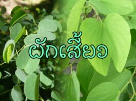 ผักเสี้ยว ผักเสี้ยว หรือ ชงโค มีถิ่นกำเนิดทางตอนใต้ของประเทศจีนรวมถึงฮ่องกงและทางเอเชียตะวันออกเฉียงใต้