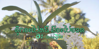 ตุ๊กจะไปหนี มีจะไปอวด