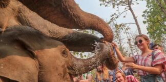 Free elephant day and Pool party Free elephant day and Pool party 19 September 2020 13.00 At Maerim elephant sanctuary