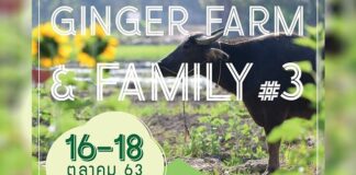 Ginger Farm Family #3 16-18 ตุลาคม 2563 Ginger Farm Family ครั้งที่ 3 ที่โครงการวันนิมมาน บริเวณ ลาน One Square ในวันที่ 16-18 ตุลาคม 2563 เวลา 10:00 - 20:00 น.