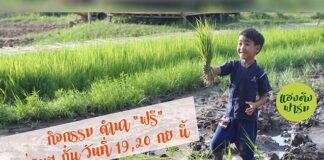 สัมผัสวิถีดำนา ฟรี ฟังเสียงธรรมชาติ เชื่อมสัมพันธ์ครอบครัว สัมผัสวิถีดำนา (ฟรี) ฟังเสียงธรรมชาติ เชื่อมสัมพันธ์ครอบครัว ม่วนๆกั๋น วัน เสาร์ อาทิตย์ที่ 19,20 กันยายน นี้ รอบเช้า 11.00 รอบบ่าย 16:00