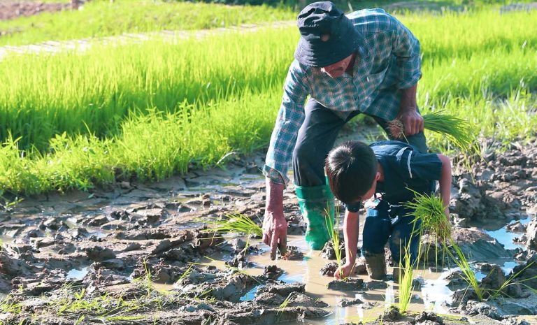 กิจกรรมดำนา เด็กและผู้ใหญ่ วันเสาร์ อาทิตย์ 10.30 Rice planting activity Sat & Sun 10.30 am. ณ แฮงตึง ฟาร์ม เชียงใหม่ Hang Tueng Farm