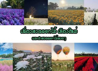 เที่ยวสวนดอกไม้ เชียงใหม่ แนะนำสวนดอกไม้สวยๆ เที่ยวสวนดอกไม้ เชียงใหม่ ฤดูหนาวแล้ว ฤดูกาลท่องเที่ยว เที่ยวสวนดอกไม้ เที่ยวคาเฟ่ เที่ยวดอย เที่ยวป่า มาถึงแล้ว