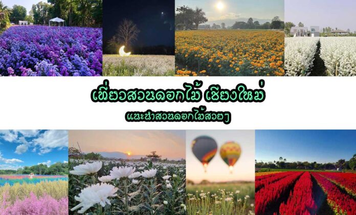 เที่ยวสวนดอกไม้ เชียงใหม่ ฤดูหนาวแล้ว ฤดูกาลท่องเที่ยว เที่ยวสวนดอกไม้ เที่ยวคาเฟ่ เที่ยวดอย เที่ยวป่า มาถึงแล้ว