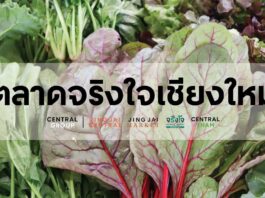 โครงการจริงใจมาร์เก็ต เชียงใหม่ ตลาดจริงใจ” หรือ “จริงใจ มาร์เก็ต” ตลาดเกษตรอินทรีย์แห่งแรกของกลุ่มเซ็นทรัล ภายในโครงการจริงใจมาร์เก็ตเชียงใหม่ ตลาดนัดยามเช้าท่ามกลางบรรยากาศสดชื่นใต้ร่มไม้ใหญ่