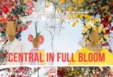 Central in Full Bloom ตั้งแต่ วันที่ 17 มิถุนายน 2565 - 30 กันยายน 2565 ที่เซ็นทรัล เฟสติวัลเชียงใหม่ ในงานจะมีการจัดดิสเพลย์ดอกไม้ออริกามb