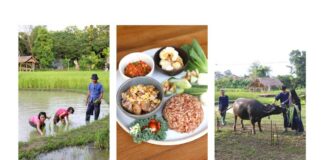 กิจกรรมดำนา สไลเดอร์โคลน เพ้นท์ร่มน้อย ปิ้งไข่ป่ามข้าวเหนียวจี่ ทำสบู่ธรรมชาติ ที่แฮงตึงฟาร์ม กิจกรรมดำนา สไลเดอร์โคลน เพ้นท์ร่มน้อย ปิ้งไข่ป่ามข้าวเหนียวจี่ ทำสบู่ธรรมชาติ ที่แฮงตึงฟาร์ม เวลา 10.00-18.00 น.