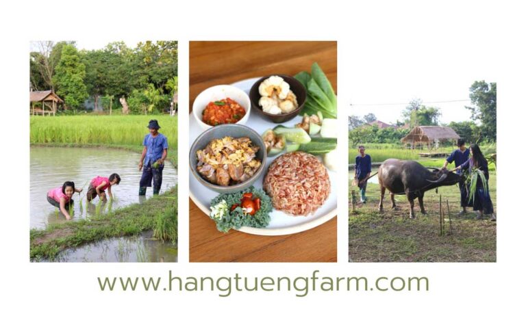 กิจกรรมดำนา สไลเดอร์โคลน เพ้นท์ร่มน้อย ปิ้งไข่ป่ามข้าวเหนียวจี่ ทำสบู่ธรรมชาติ ที่แฮงตึงฟาร์ม เวลา 10.00-18.00 น.